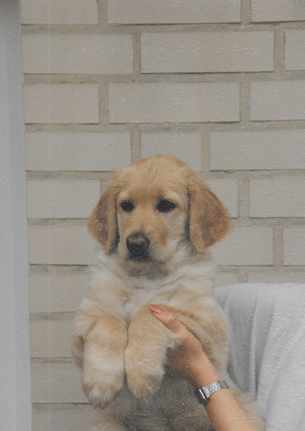 C-Wurf aus dem Emsland